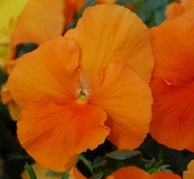 виола виттрока   Viola wittrokiana